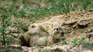 Jan 31, 2020 · striped gophers can destroy your yard. How To Effectively Get Rid Of Gophers No Shovel Required