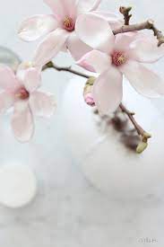 Pin By Elizabeth Atterbury On Maggie S Magnolia Cottage Beautiful Flowers Love Flowers Spring Blossom