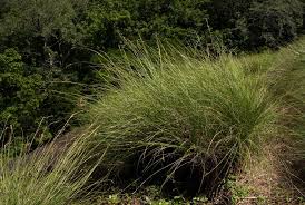 Image result for Coleochloa setifera