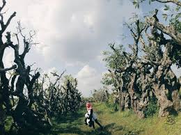 Helowwww sobat kali ini saya dan teman teman saya jalan jalan ke taipe zoo tepatnya kebunbinatang di taipe taiwan. Kebun Kamboja Klaten Foto Lokasi Rute Harga Tiket Fasilitas