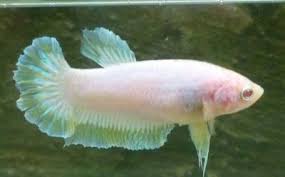 It is located in the northern section of the city. Panduan Jenis Ikan Cupang Berdasarkan Bentuk Ekor Pola Dan Warna Di 2021 Ikan Cupang Ikan Warna