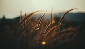 brown grasses photo free grass image on unsplash nature photography beautiful grass photo unsplash