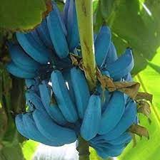 Blue Java Banana Tree Ice Cream Banana Plant Starter Fruit Etsy In 2021 Banana Plants Blue Banana Banana Tree