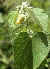 Image result for Abutilon hirtum