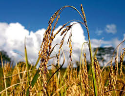 In malaysia, expansion projections range from 0.06 to 5 mha, but only the lowest projection of oil palm expansion is feasible when only degraded land may be used. Analysis On Rice Industry In Malaysia Supply Demand Challenges And Opportunity Rice Milling Machine Manufacturer