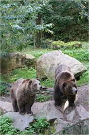 Shop new shoes from qupid, tuk, yru, madden girl, and more. Medved Grizzly Picture Of Zoo Decin Tripadvisor
