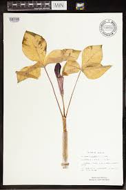 Image result for Arisaema mildbraedii