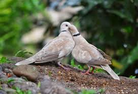 Pilihlah burung puter pelung betina dan burung derkuku jantan yang dewasa, siap kawin. Download Suara Burung Puter Putih Geni Peluang Mp3 Harga