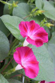 Gloria De La Manana De Playa Originario De Las Playas Costeras De Florida Y Crece Como Una Cubierta D In 2020 Amazing Flowers Morning Glory Flowers Flower Wallpaper