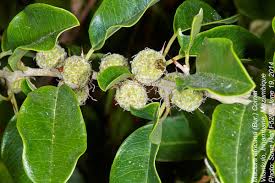 Image result for Maclura africana