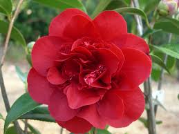 Camellia Japonica Midnight Magic Camelias Flores
