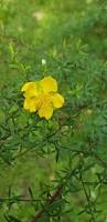 Image result for Hypericum revolutum