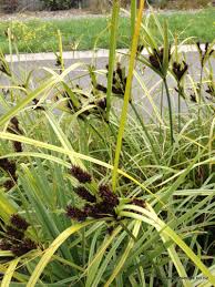 Image result for Cyperus tenuiculmis