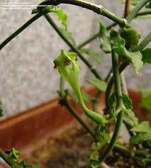 Image result for Ceropegia monteiroae