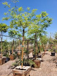 Image result for Tipuana