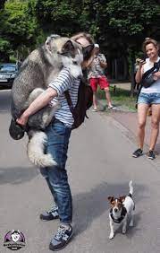 Yo cargando a mi perro cuando veo que se acerca uno mas bravo 🥺