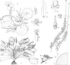 Image result for Limnophyton angolense