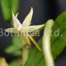 Image result for Rhipidoglossum