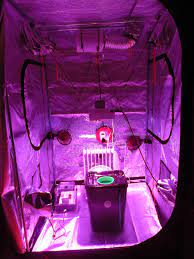 Maybe you would like to learn more about one of these? Grownorthern Led Hs1 Auto Euphoria 55 Litre Dwc The Autoflower Network