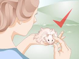Only male hamsters can develop a long coat, often reaching the length of 3 or. 3 Ways To Clean A Long Haired Hamster Wikihow
