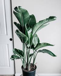 Giant Bird Of Paradise Houseplant What S Your Favorite Houseplant Right Now Mine Has To Be This Giant Bird Of Paradise Today I M At 222marketolympi House Plants Birds Of Paradise Plant Life