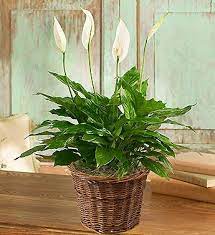 Send sympathy plants from 1800flowers as a way to honor loved ones. Spathiphyllum Plant For Sympathy Small By 1 800 Flowers Amazon Com Grocery Gourmet Food