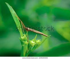 Image result for Pterygota