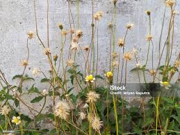 Image result for Bidens pilosa