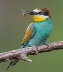 Birds Of Cape Cod Pin On Nature S Beauty