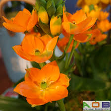 Image result for Ornithogalum flexuosum