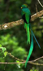 Tropical Birds With Long Tail Feathers Pin By Lora On Birds Of A Feather Beautiful Birds Bird Bird Facts