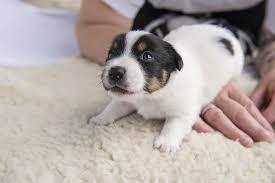 Swimmer Puppy Syndrome Everything You Need To Know The Dogington Post
