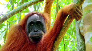 What percent of the rainforest animals are endangered. Animals In Wild Orangutan Female Stock Footage Video 100 Royalty Free 26020709 Shutterstock