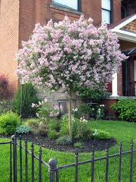 Love My Dwarf Lilac Tree Garden Landscaping Ideas Front Yard Landscaping Design Trees For Front Yard Small Front Yard Landscaping