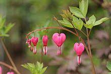 Lamprocapnos Wikipedia Bleeding Heart Plants Flower Care