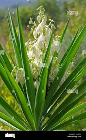 Image result for Asparagaceae