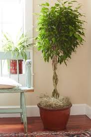 Image result for F kus Ficus