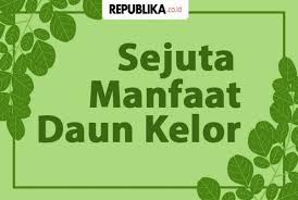 Manfaat daun binahong | mitos & fakta terungkap. Sejuta Manfaat Daun Kelor Republika Online