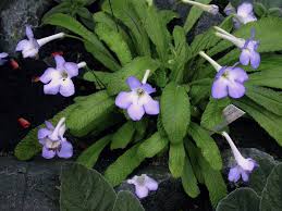 Image result for Streptocarpus sp.nov. aff. S. grandis