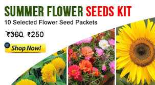 Most packets cost 99p or less! Flower Seeds Vegetable Seeds Gardening Accessories Plantsmans