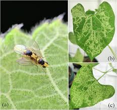 Image result for Meiosperma debile