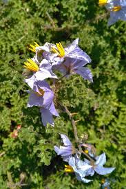Image result for Solanum sisymbriifolium