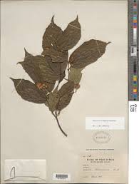 Image result for Glyphaea