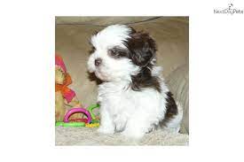 Check spelling or type a new query. Pin On Lap Dog Breeds