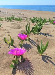 Image result for Carpobrotus