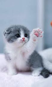 Di bawah sana, terlihat gemerlapnya kota di malam hari. Cat Wallpapers For Android Apk Download
