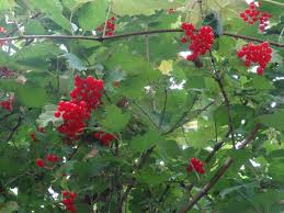We did not find results for: Berries For The Birds