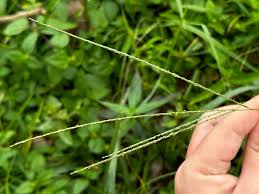 Image result for Digitaria acuminatissima