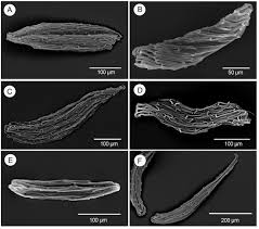 Image result for Summerhayesia