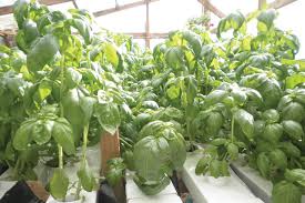 Check spelling or type a new query. Getting The Most From Hydroponic Basil And Cilantro